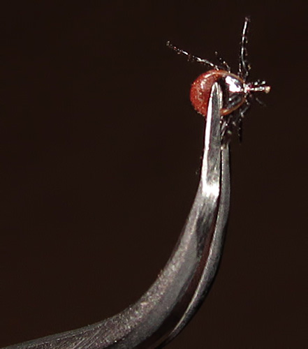 Mittel gegen Lyme-Borreliose? – Helft mit! – Geolemminge