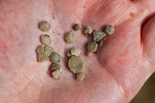 eckerpfennig