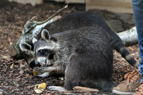 Waschbären im Zoo