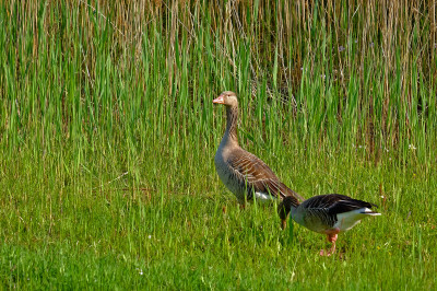 www.geolemminge.de